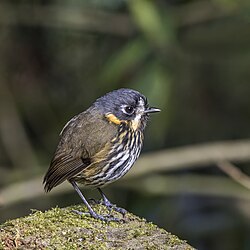 Crescent-faced antpitta Grallaricula lineifrons Colombia