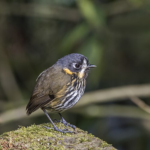 Crescent-faced antpitta