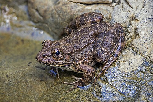 Cyprus water frogPelophylax cypriensisCyprus