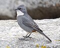 Diuca finch