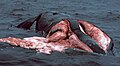 A right whale sliced on both sides after colliding with a boat. A large amount of its flesh is visible as well as the intestines floating in the water (from Baleen whale)