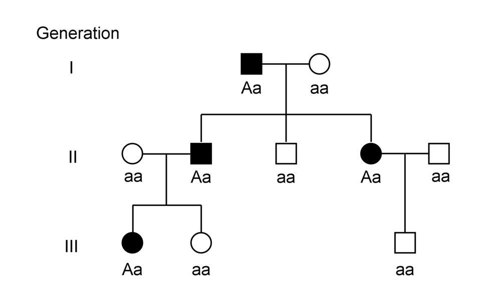 File:Example autosomal dominant pedigree 01.png