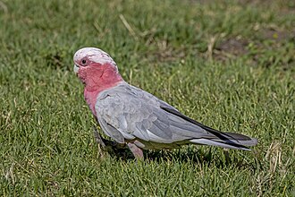 Galah (Eolophus roseicapilla albiceps) male Adelaide