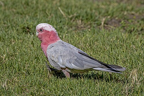 Galah, male, by Charlesjsharp