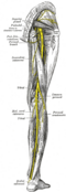 Nerves of the right lower extremity, posterior view