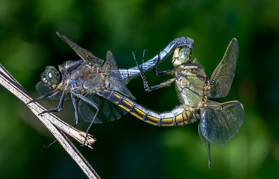 File:Odonata copulation.jpg