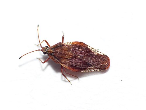 Physatocheila smreczynskii – Netherlands