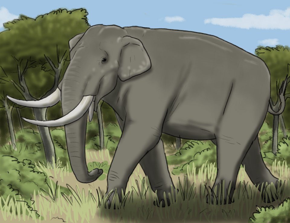 File:Primelephas gomphotheroides.png