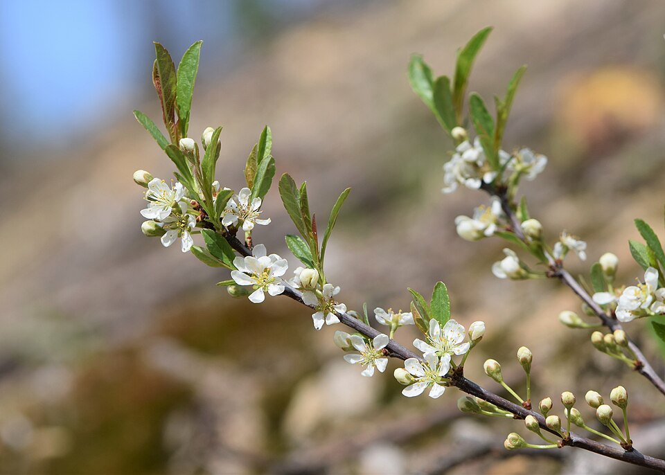 File:Prunus pumila var. depressa kz01.jpg