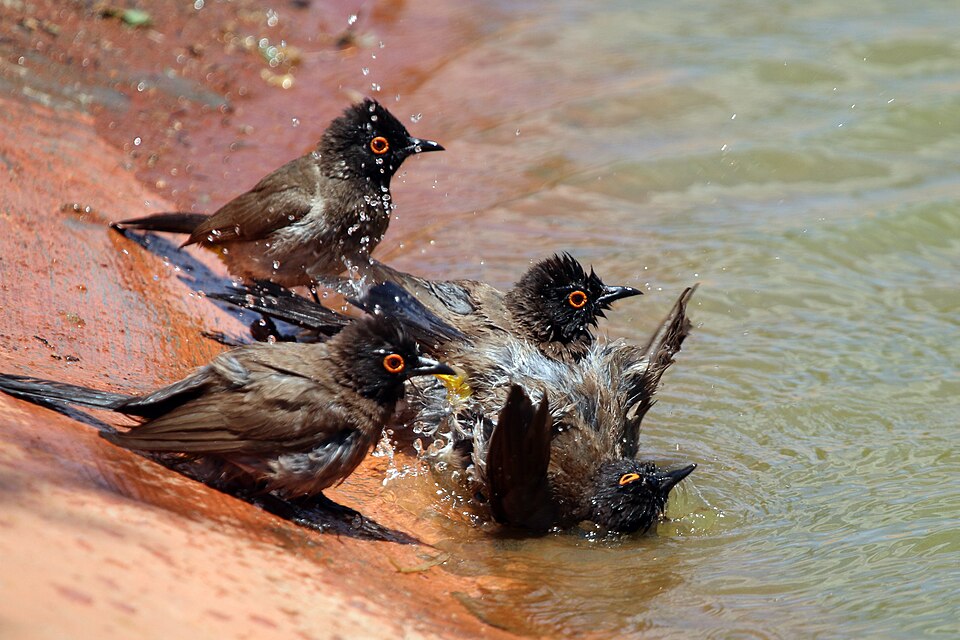 File:African red-eyed bulbuls (Pycnonotus nigricans) 2.jpg