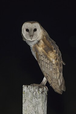 American Barn Owl Tyto furcata guatemalae Belize