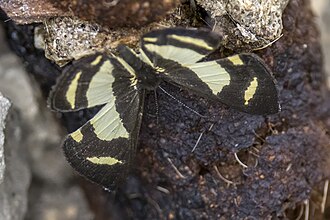 Baeotis zonata Colombia