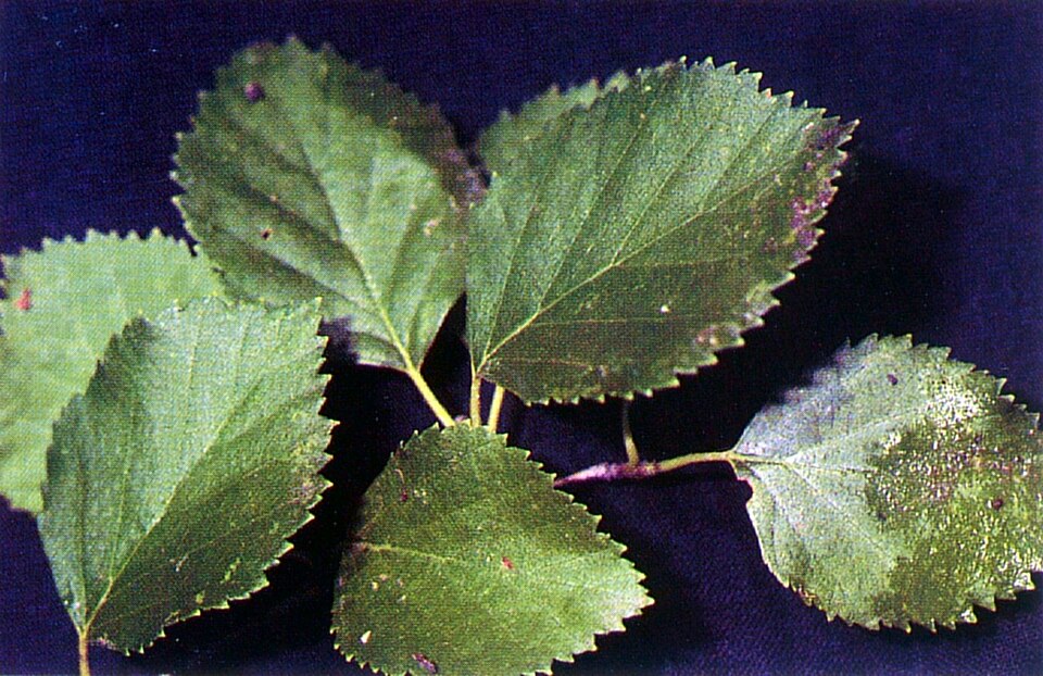 File:Betula occidentalis USDA.jpg
