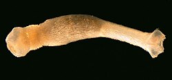 Example species specimen