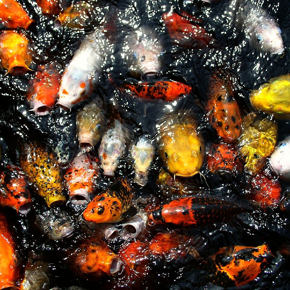 File:Koi, United States National Arboretum.jpg