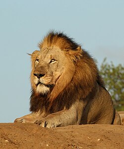 I love lions.