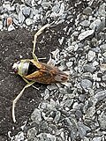 Notonecta maculata, Germany