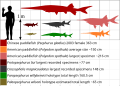 Paddlefish size comparison