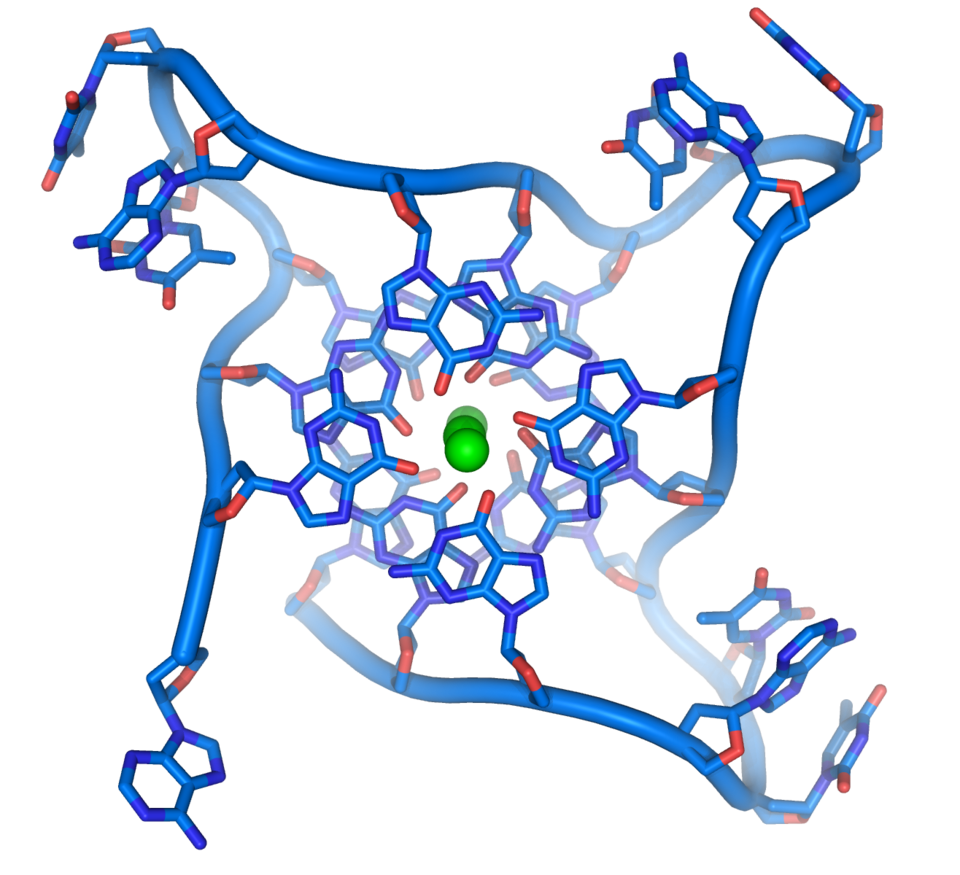 File:Parallel telomere quadruple.png