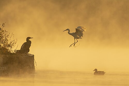 A great cormorant, little egret and gadwell duck in Taudaha Lake