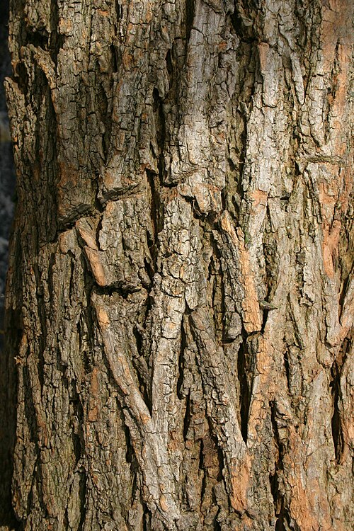 File:Robinia pseudacacia02.jpg