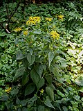 Rudbeckia fulgida