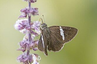 Sharp banded-skipper Autochton zarex Ecuador