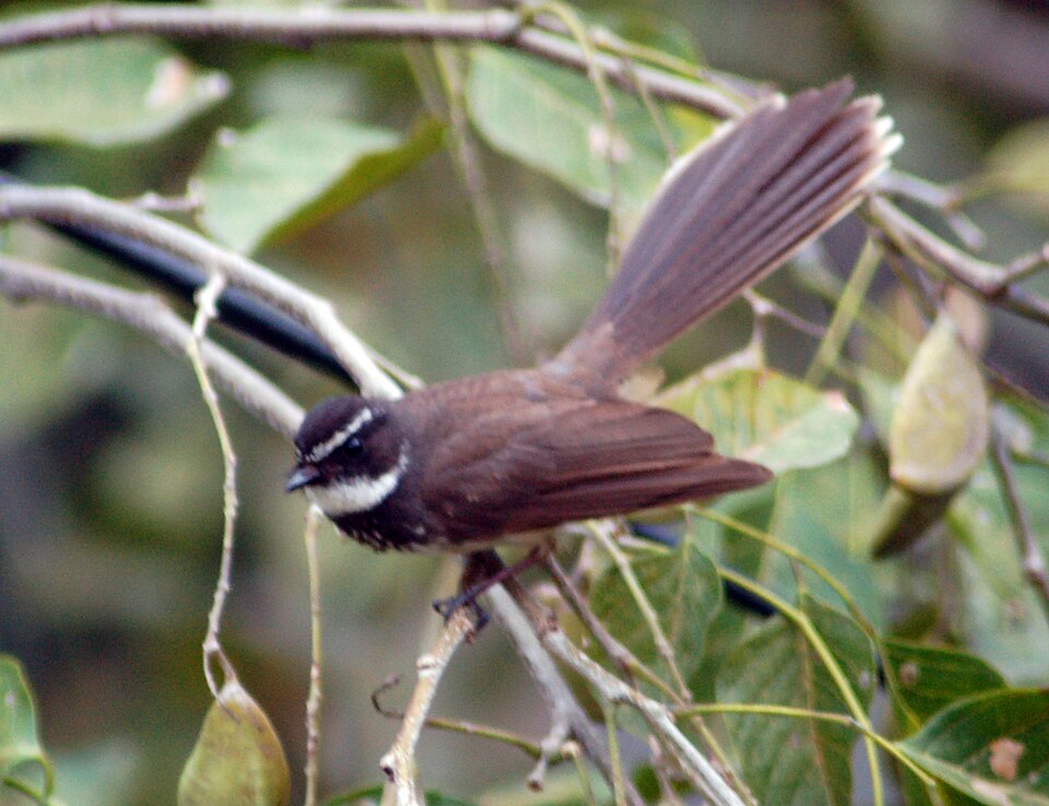 File:White throated fantail.JPG