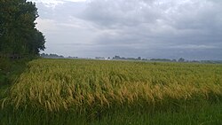 The village of Amshal