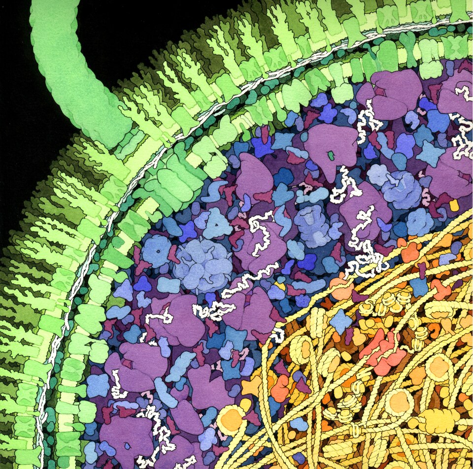 File:1999 Escherichia-coli.tif
