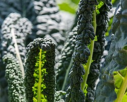 Tuscan kale