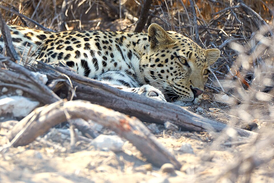 File:African Leopard Sleep 2019-07-28.jpg