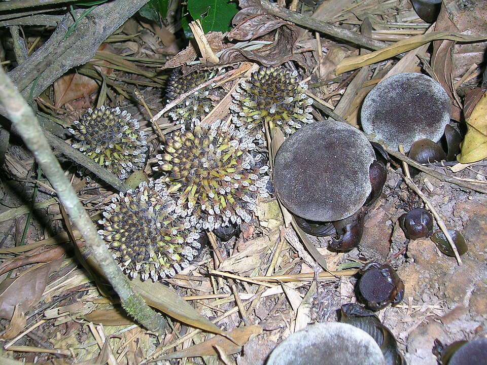 File:BalanophoraceaeCoorg3.jpg