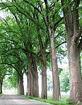 'Belgica' avenue in the Netherlands (2007)