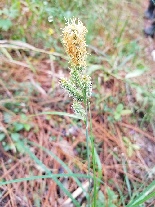 File:Carex Nature.jpg