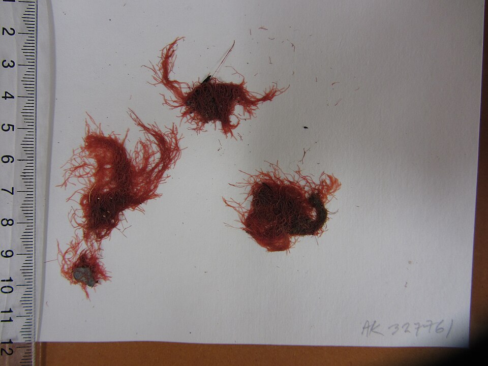 File:Centroceras clavulatum (C.Agardh) Mont. (AM AK327761-3).jpg