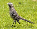 Chilean mockingbird