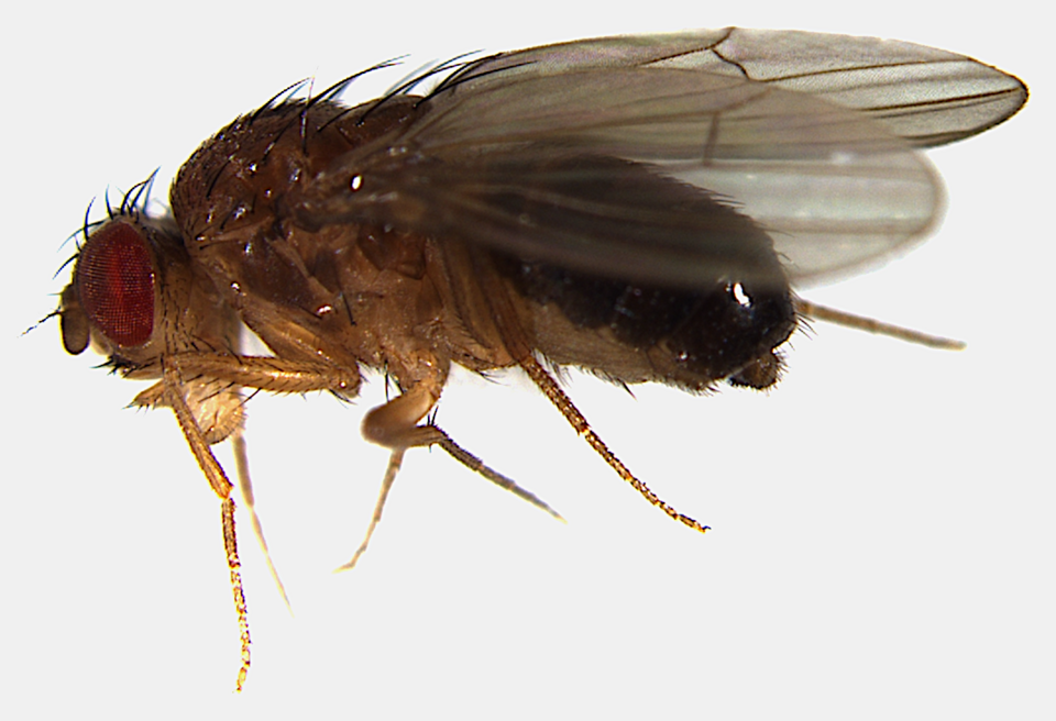File:Dfun-male.tif