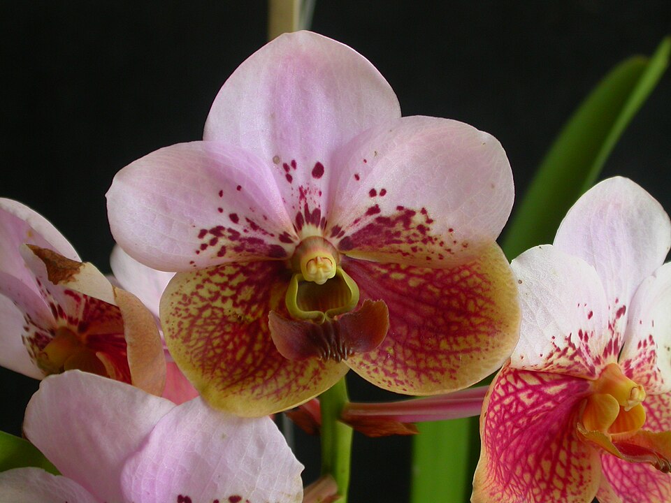 File:Euanthe sanderiana.jpg
