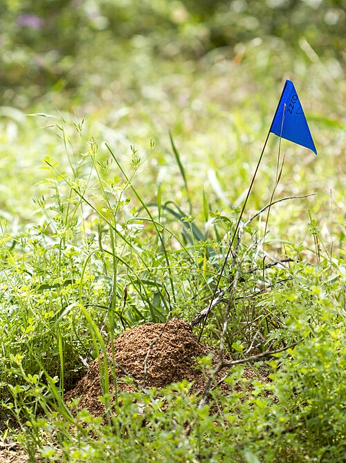 File:Fire ant mound (16371103174).jpg