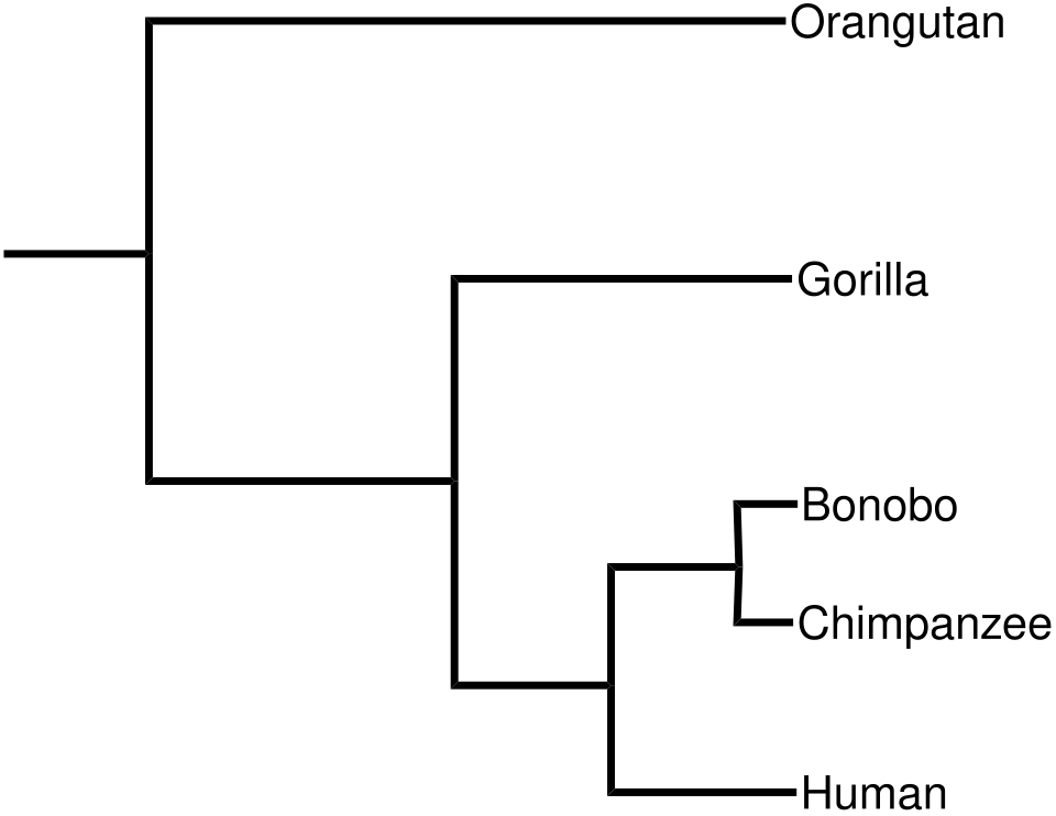 File:Great ape phylogenetics.svg