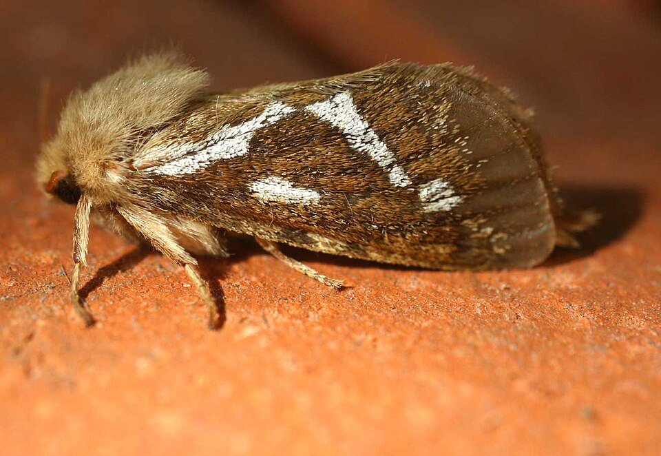 File:Korscheltellus lupulinus01.jpg