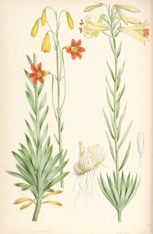 File:Lilium parryi.jpg