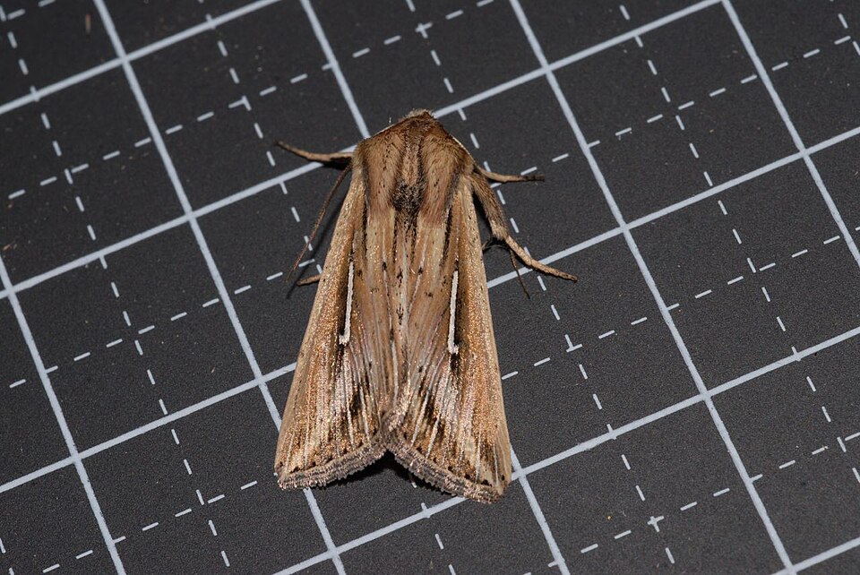 File:Mythimna bistrigata1.jpg