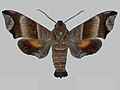 Thumbnail for version as of 15:26, 17 September 2017