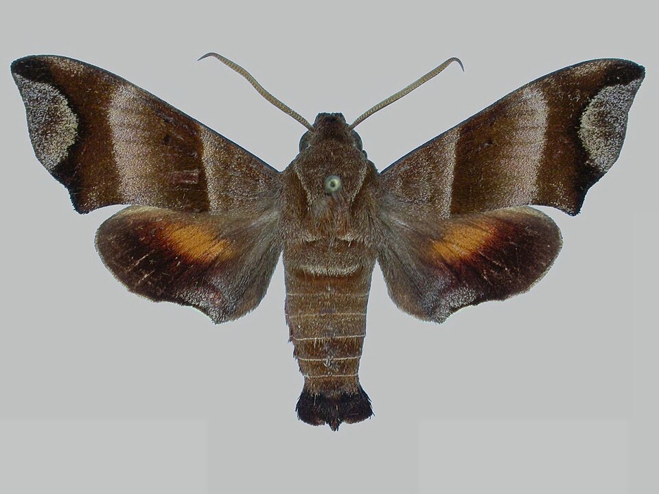 File:Perigonia caryae BMNHE273126 male up.jpg