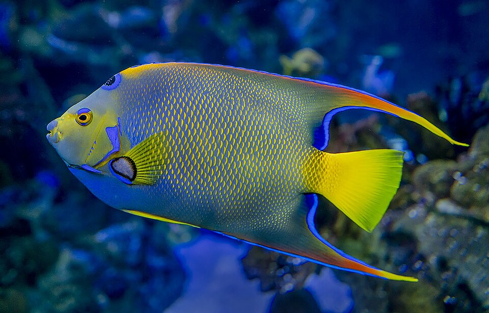 File:Queen Angelfish.jpg