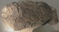 Thumbnail for version as of 12:26, 5 June 2021