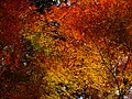 Thumbnail for version as of 13:45, 14 November 2019