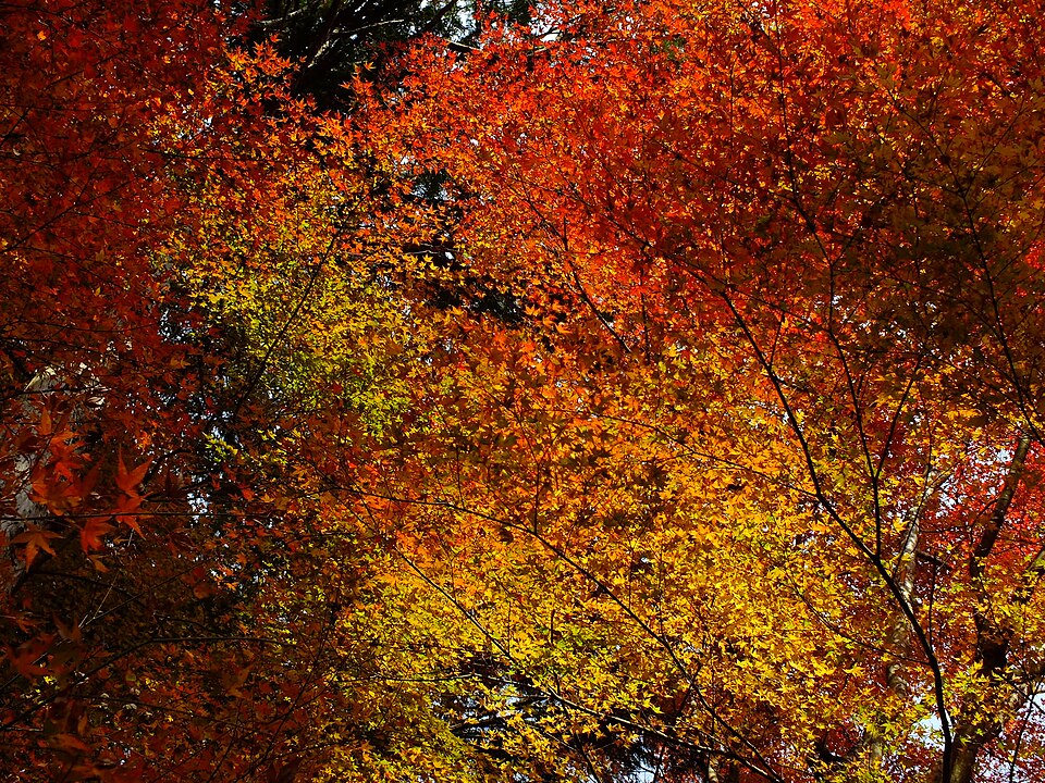 File:2014-11-24 Sekiganji 石龕寺 DSCF4738.jpg